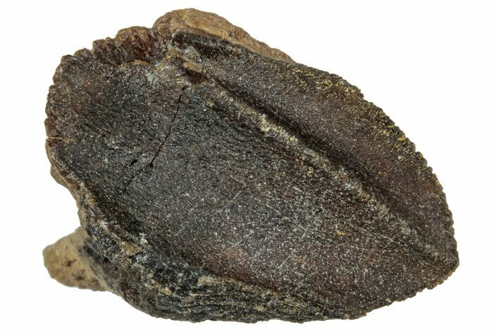 Unworn Fossil Dinosaur (Triceratops) Crown - Wyoming #358209